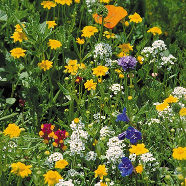 California Coastal Range Wildflower Mix (1/4 lb) - 0