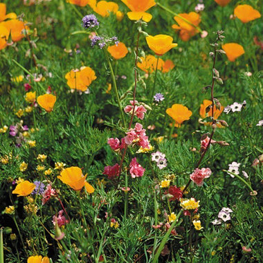 California Native Wildflower Mix (1/4 lb) - 0