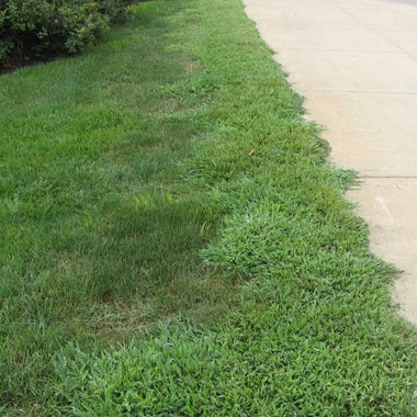 LESCO 0-0-7 Pre-Emergent Fertilizer Stonewall 0.37% - 50 lb. - 0