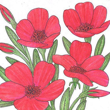 Flax, Scarlet (pack) - 0
