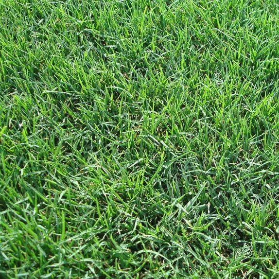 Grass Seeds