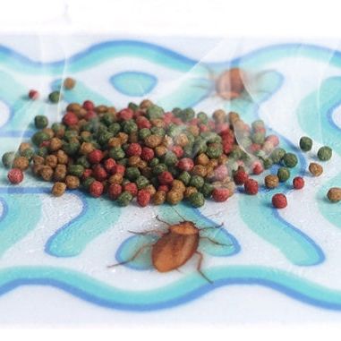 Cockroach House Paste 🪳 | Household Trap & Killer 🚫 | Effective Roach Control