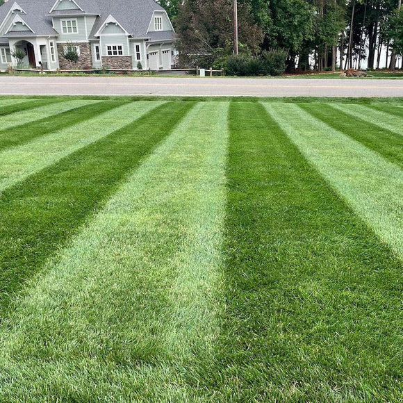 Crown Jewel Elite Tall Fescue Grass Seed - 50 lbs.