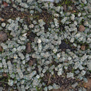 Seed Aide Cover Grow - Water Retaining Seed Starting Mulch-4