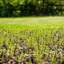 Envy Premium Tall Fescue Grass Seed Blend-6