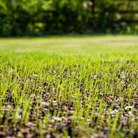 Envy Premium Tall Fescue Grass Seed Blend