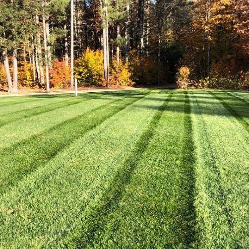 Envy Premium Tall Fescue Grass Seed Blend