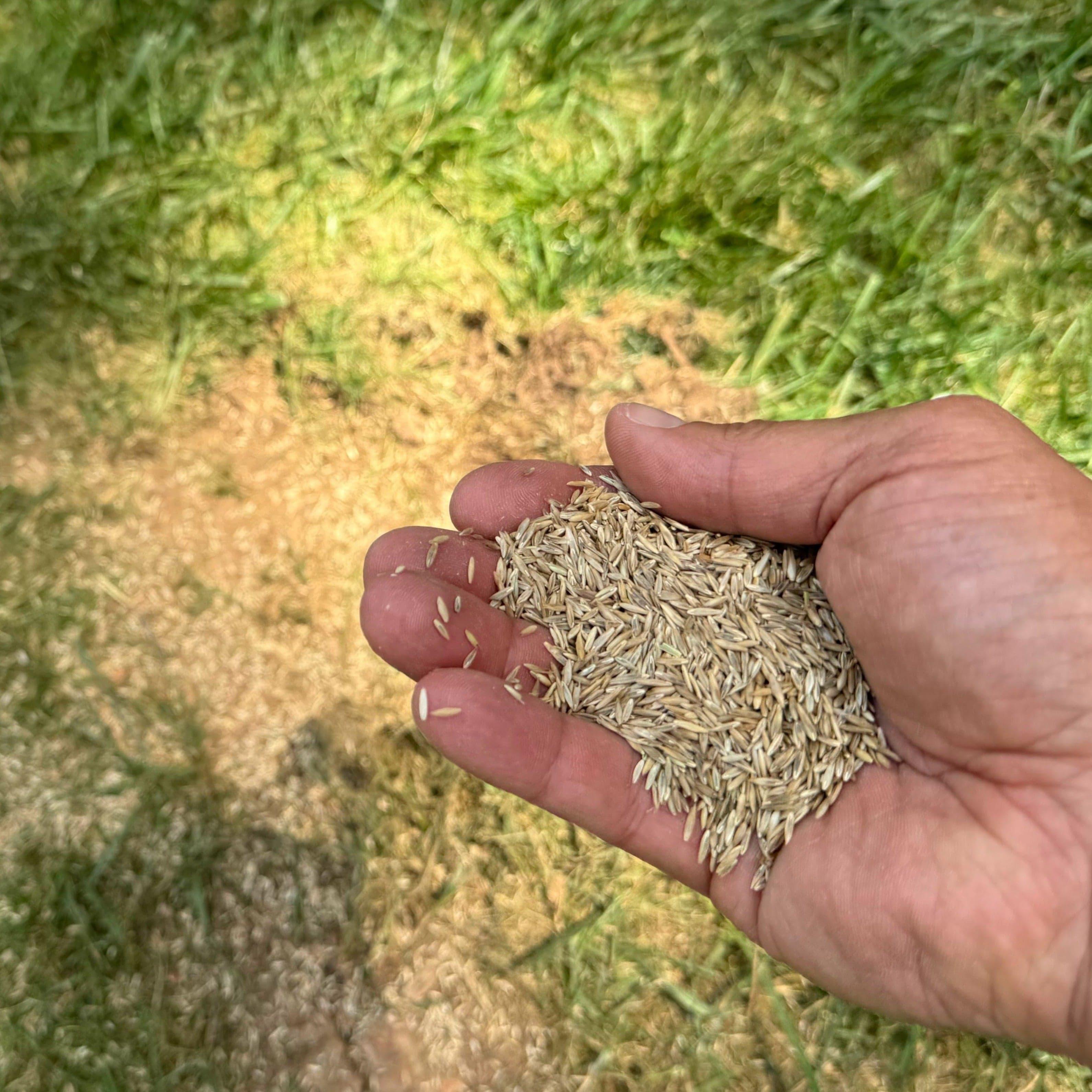 lesco grass seed lowe's Lesco Sun & Shade Park Grass Seed