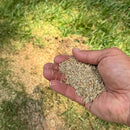 Lesco Sun & Shade Park Grass Seed-4