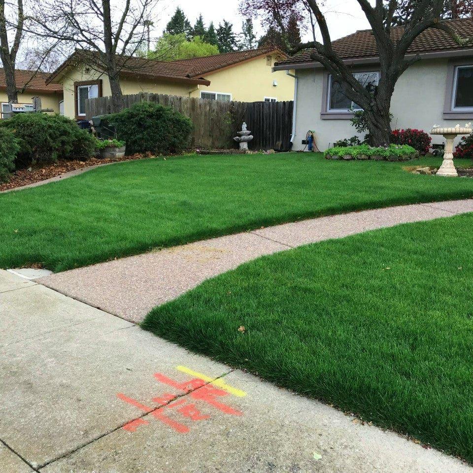 LESCO Estate Eagle Plus Grass Seed - 0