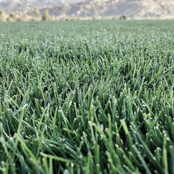 North Star Grass Seed | Premium Kentucky Bluegrass & Tall Fescue Blend