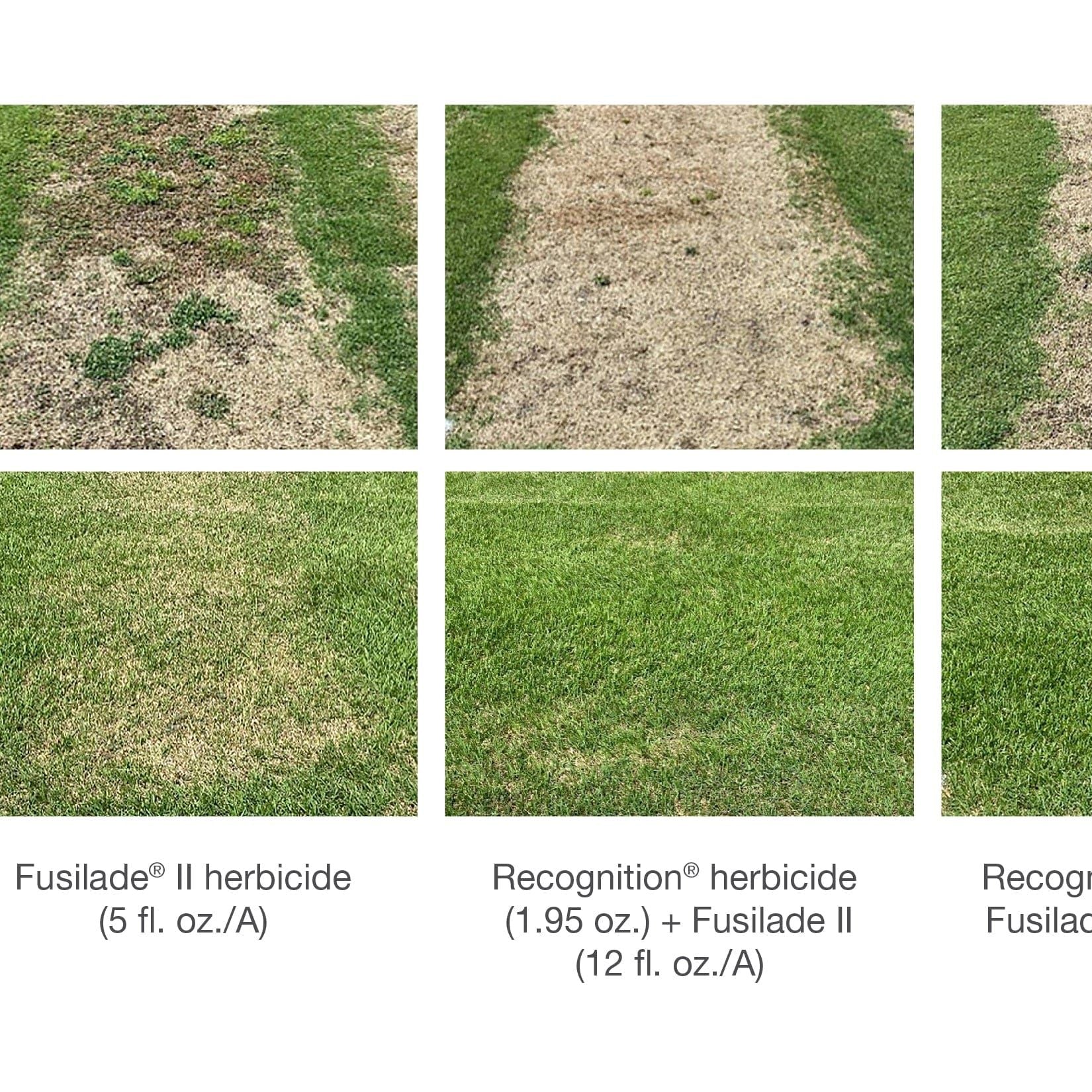 where can i buy recognition herbicide Recognition Herbicide
