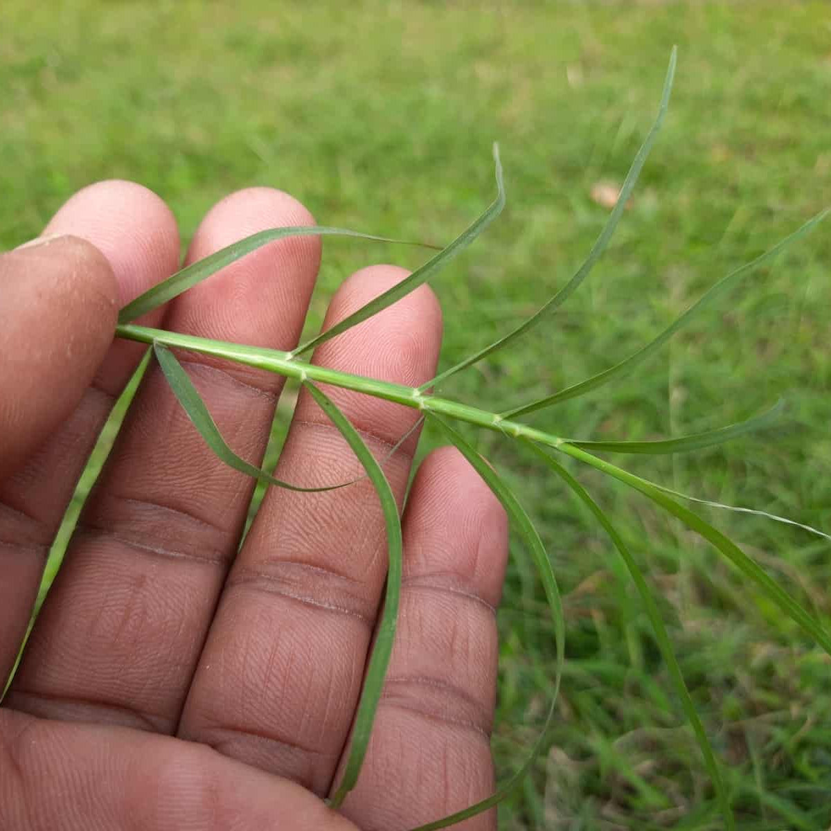 Fusilade II Turf and Ornamental Herbicide - 0
