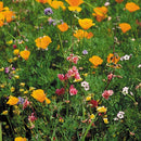 California Native Wildflower Mix (pack)-2