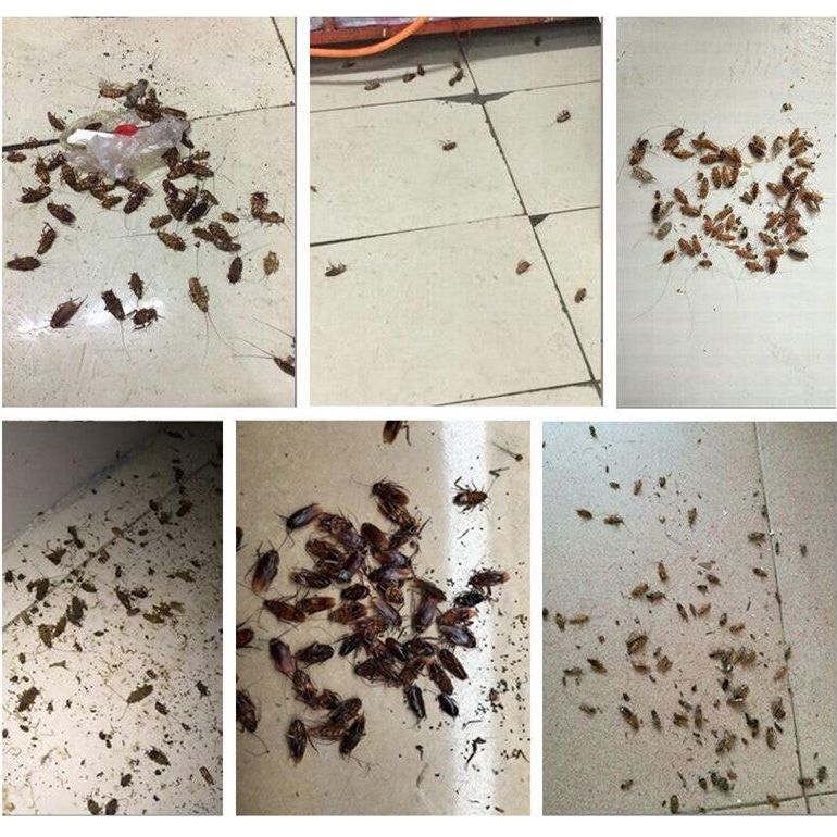 Cockroach Pest Control Product for Effective Extermination
