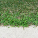 LESCO Quin-Way 1.5L Herbicide (64 oz)-2