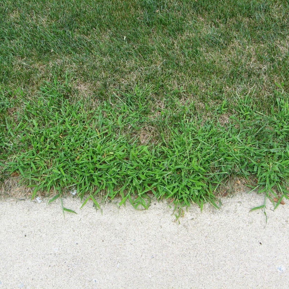 LESCO Quin-Way 1.5L Herbicide (64 oz)