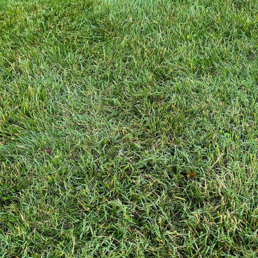 Fusilade II Turf and Ornamental Herbicide
