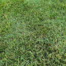 Fusilade II Turf and Ornamental Herbicide-3