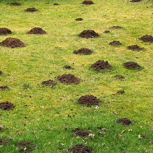 Talpirid Mole Bait - 0