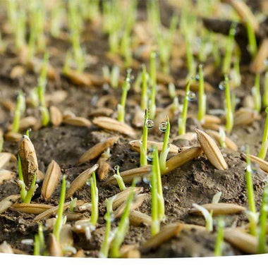 Lesco Starter Fertilizer 18-24-12 with NOS - 0