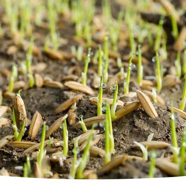 Lesco Starter Fertilizer 18-24-12 with NOS - 0
