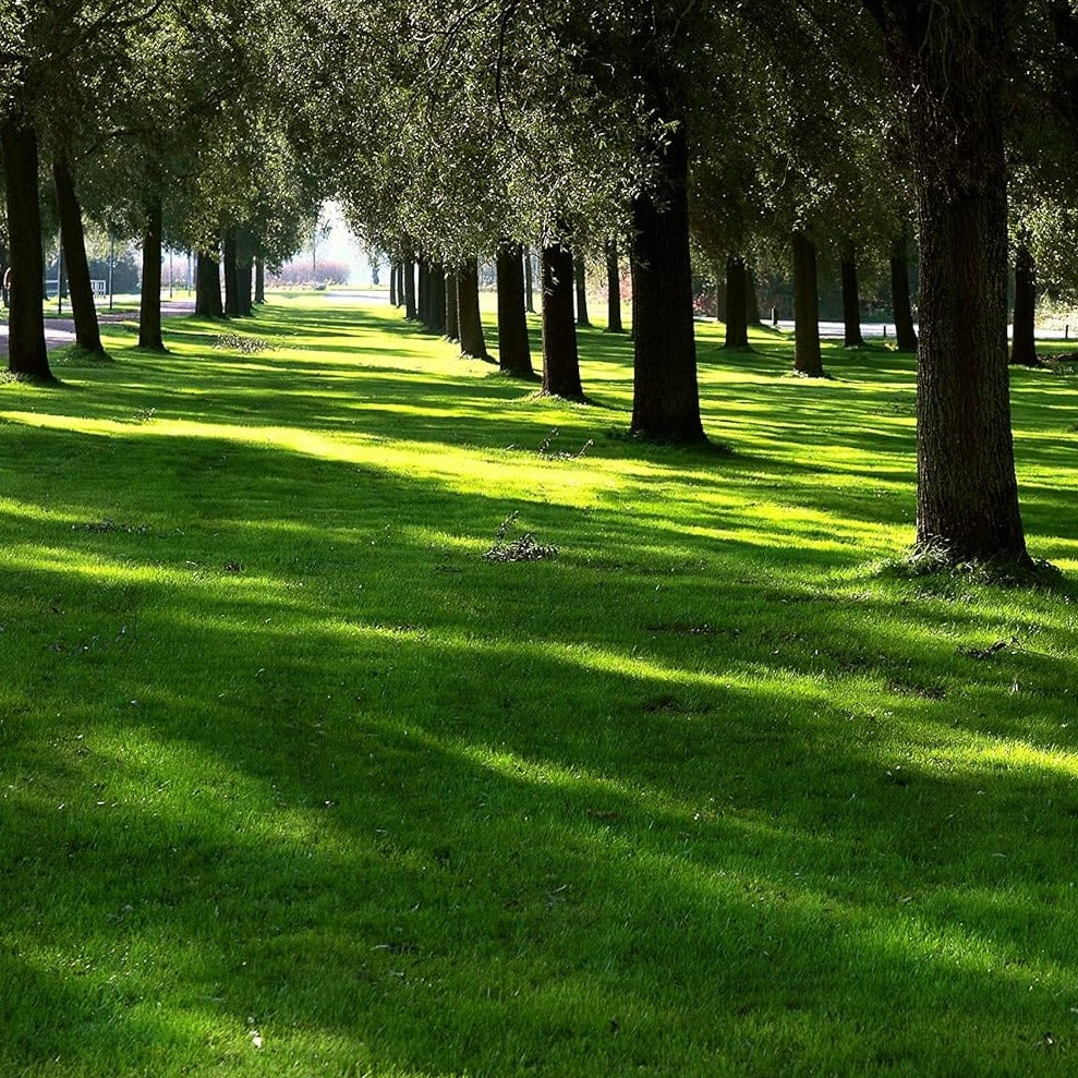 Lesco Sun & Shade Park Grass Seed - 0