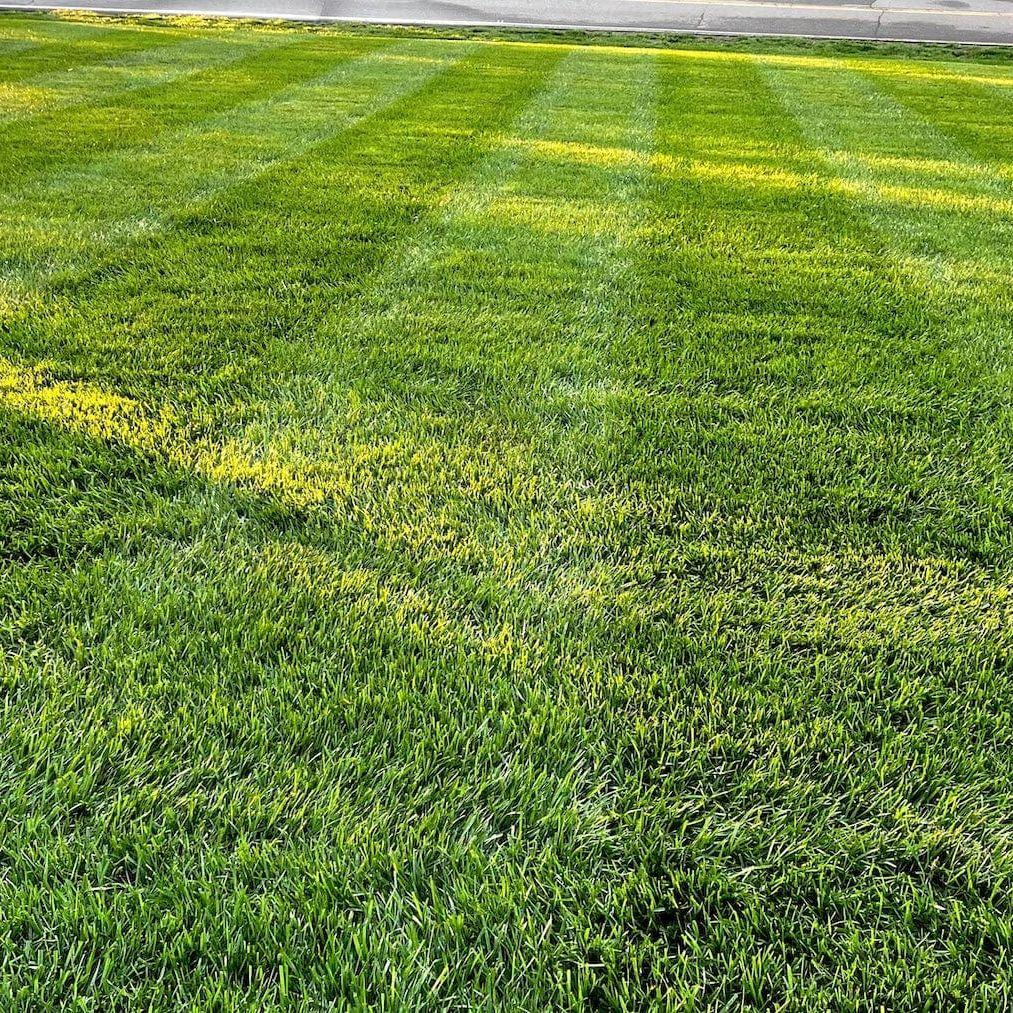 Lesco All Pro Transition Tall Fescue Grass Seed