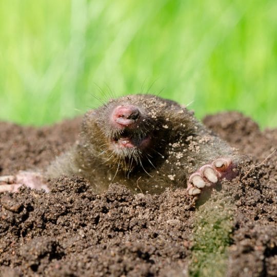 Mole & Vole Repellent Natural