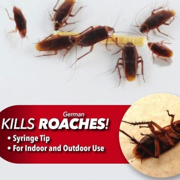 Safe Cockroach Killing Bait for Effective Control