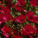 Flax, Scarlet (pack)-4