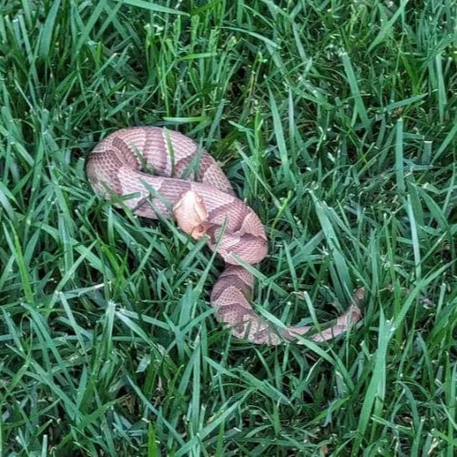 Snake Scram Professional