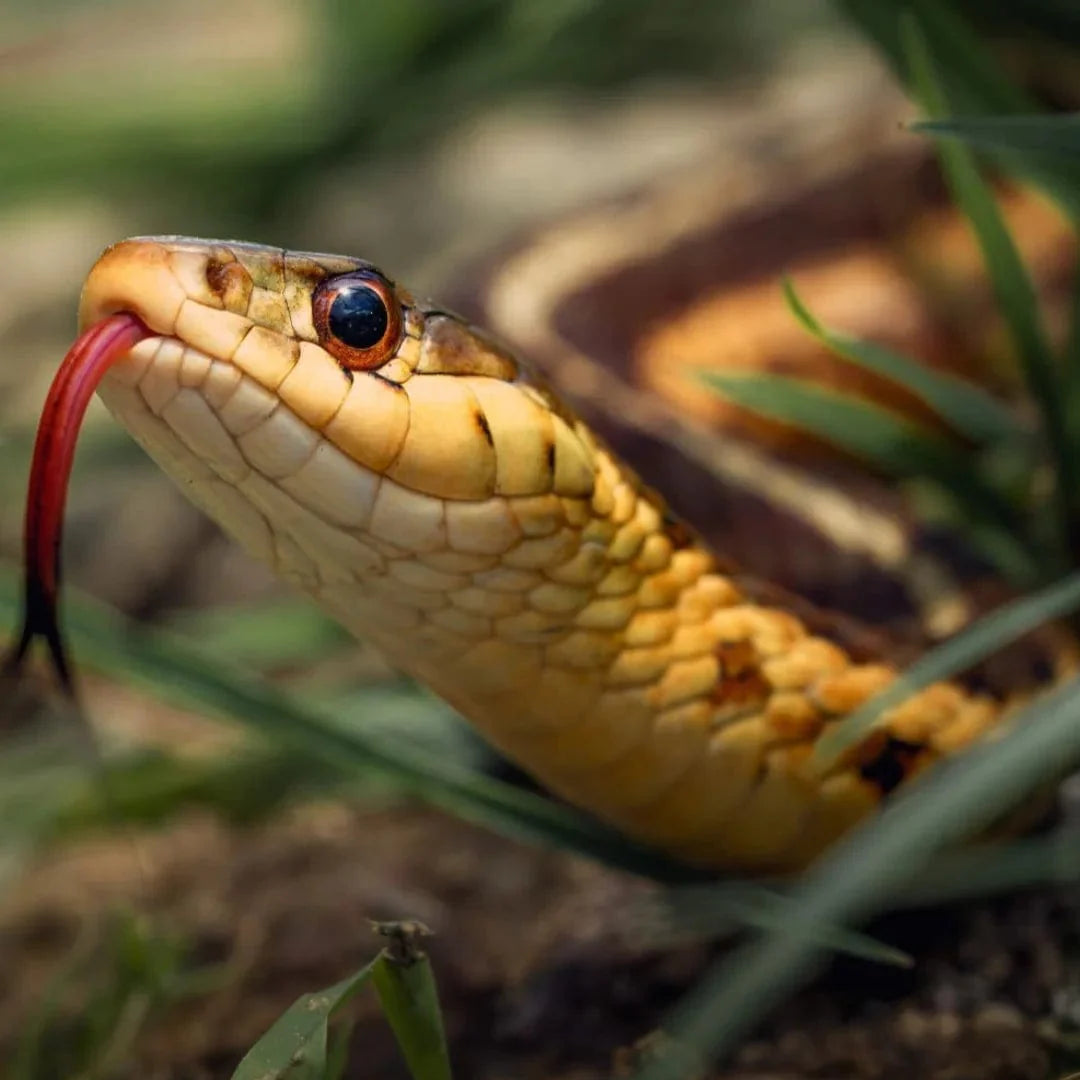 Snake Scram Professional - 0