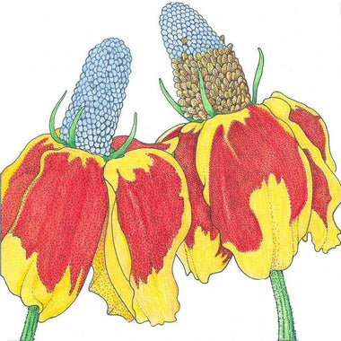 Mexican Hat (pack) - 0