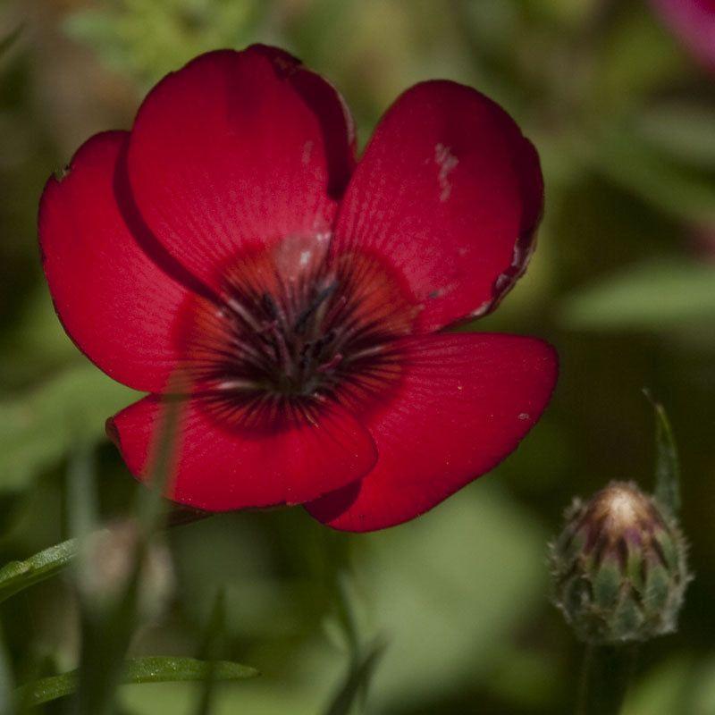 Flax, Scarlet (1/4 lb) - 0