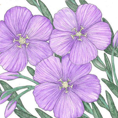 Flax, Blue (pack) - 0