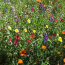 California Native Wildflower Mix (1/4 lb)-3