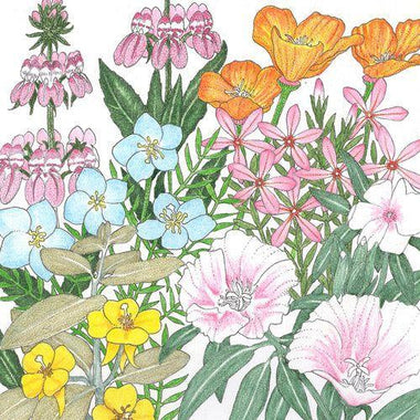 California Coastal Wildflower Mix (pack) - 0