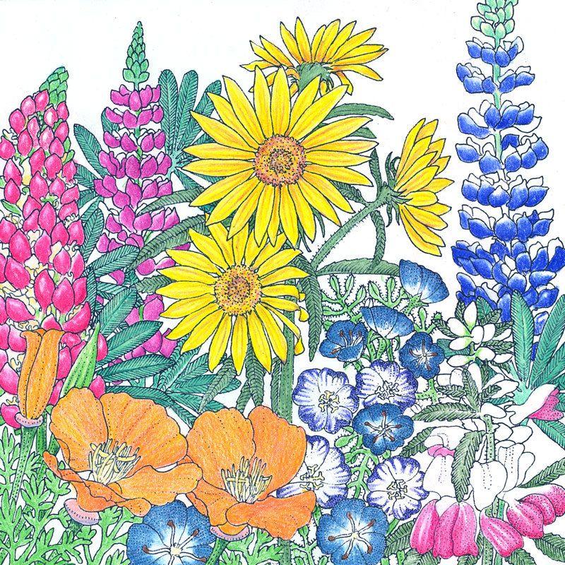 Regional Northwest Native Wildflower Mix (pack) - 0