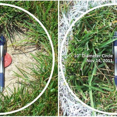 Titan RX Sun and Shade Turf-Type Tall Fescue Grass Seed